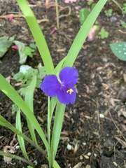 Tradescantia × andersoniana