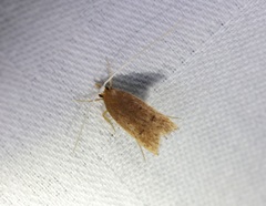 Lecitholaxa thiodora