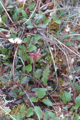 Pedicularis capitata