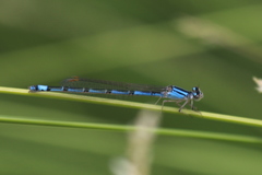 Enallagma semicirculare