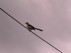 Mimus polyglottos