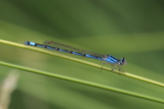 Enallagma semicirculare