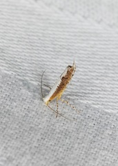 Lycophantis chalcoleuca