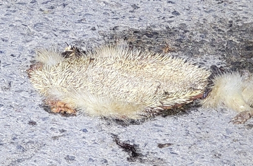 Amur Hedgehog