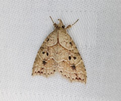 Olulis puncticinctalis