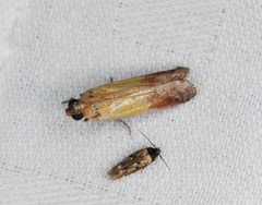 Piesmopoda semilutea