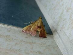 Endotricha repandalis