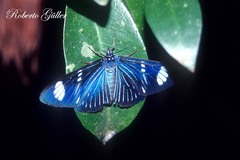 Hypocrita fenestraria