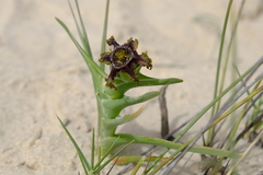 Ferraria foliosa
