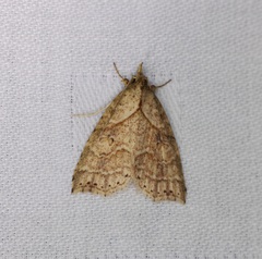 Olulis puncticinctalis