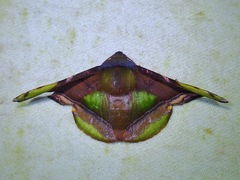 Fascellina pulchracoda