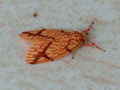 Barsine striata