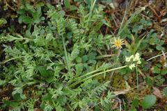 Oxytropis maydelliana