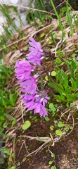 Primula glutinosa