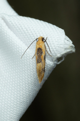 Hybroma servulella