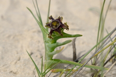 Ferraria foliosa
