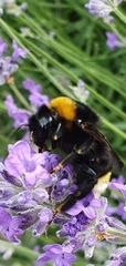 Bombus vestalis