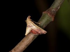 Endotricha repandalis