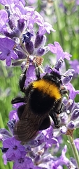Bombus vestalis