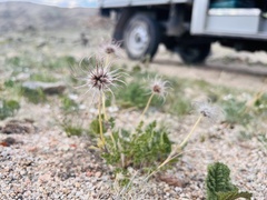 Pulsatilla bungeana