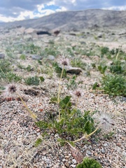 Pulsatilla bungeana