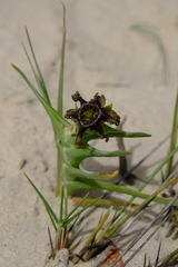 Ferraria foliosa