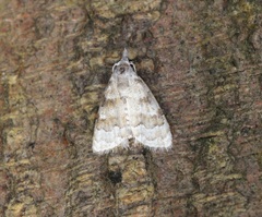 Nola bifascialis