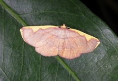 Nothomiza flavicosta