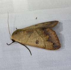 Ophiusa tirhaca
