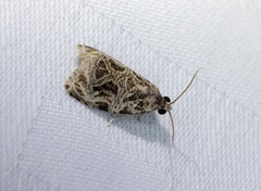 Phaecasiophora leechi