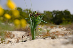 Ferraria foliosa