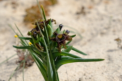 Ferraria foliosa