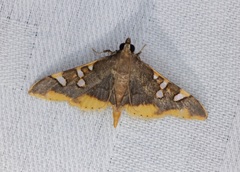 Prophantis adusta