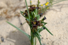 Ferraria foliosa
