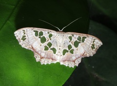 Scopula vicina