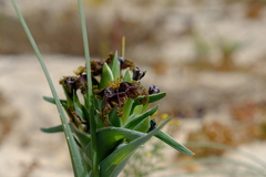 Ferraria foliosa