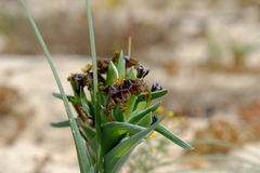 Ferraria foliosa