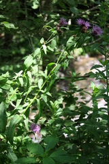 Centaurea phrygia carpatica