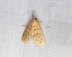 Tabidia obvia