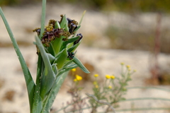 Ferraria foliosa