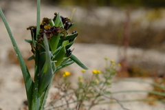 Ferraria foliosa