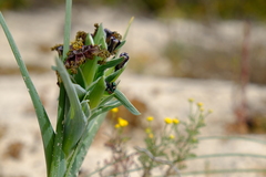 Ferraria foliosa
