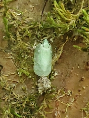 Flataloides scabrosus