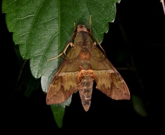 Angonyx testacea