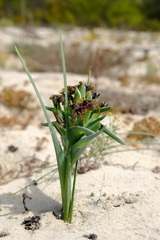Ferraria foliosa