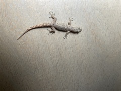 Lepidodactylus lugubris