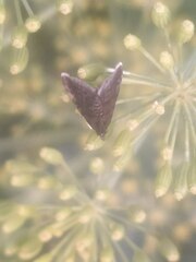 Heliothela