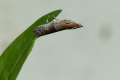 Moodna pallidostrinella