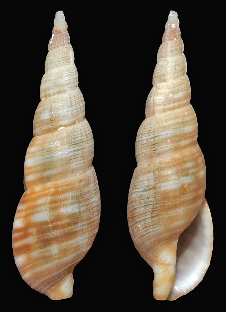 Asperdaphne aureola