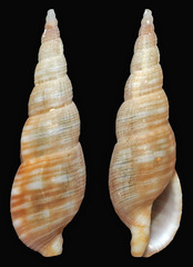 Daphnella aureola